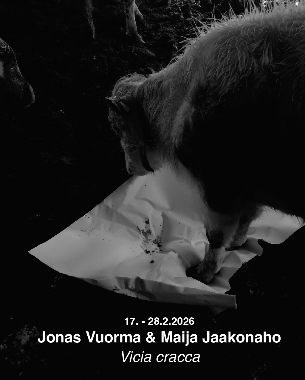 Jonas Vuorma & Maija Jaakonaho: Vicia cracca, 17.-28.2.2026